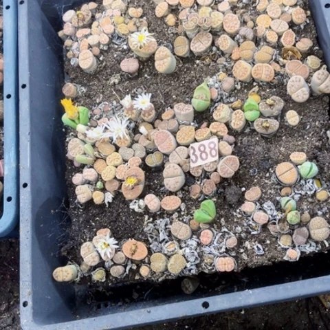 388生石花一物三图如图