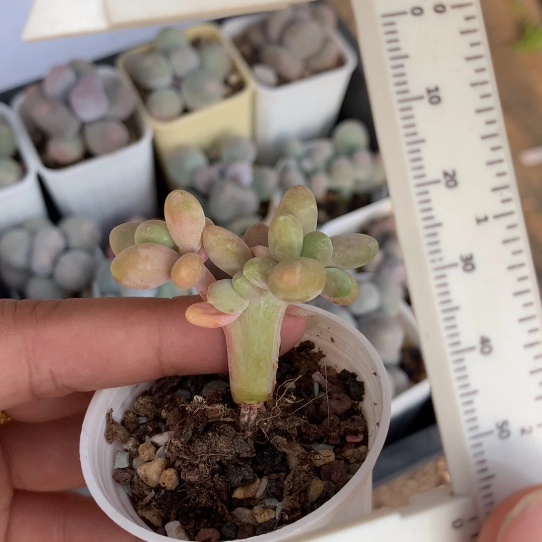 带板子芒果奶多肉植物