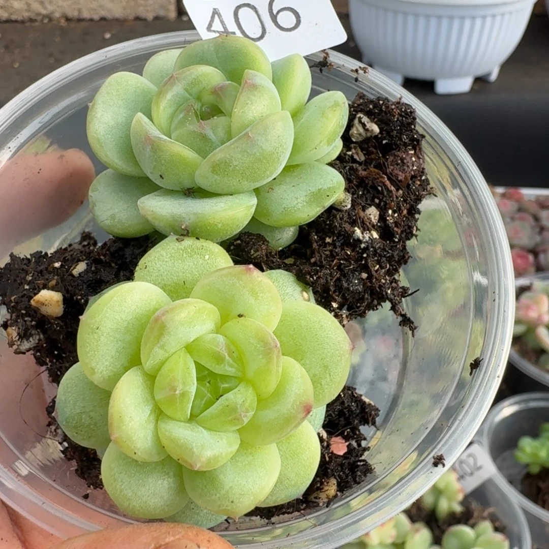 一物一拍一物一拍1107-406
