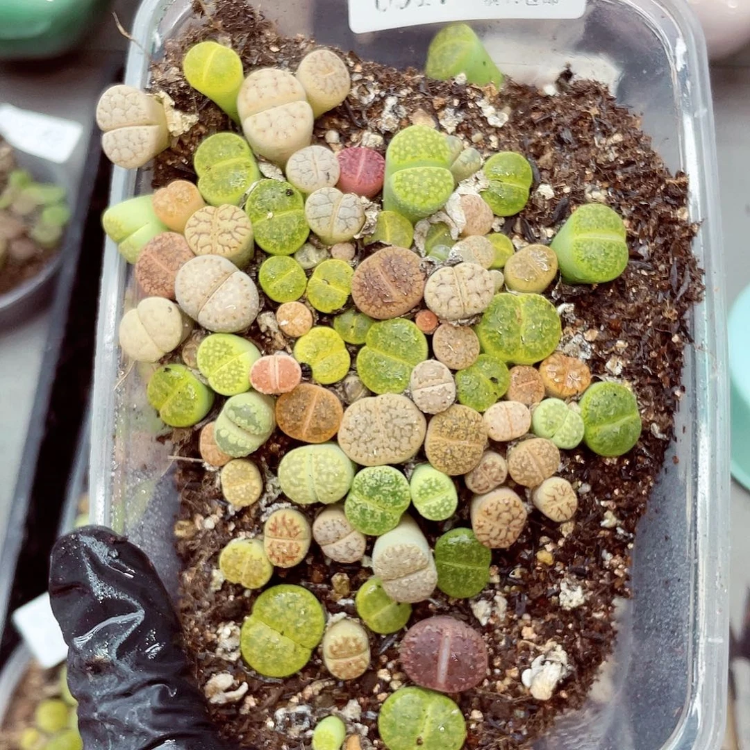 生石花18包邮0917-53