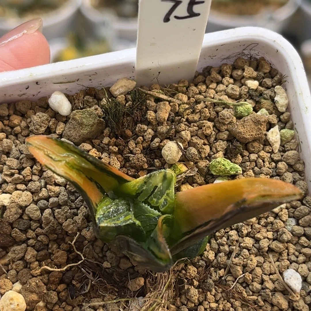 75非组黑肌克锦（根一般介意勿拍）福利专场