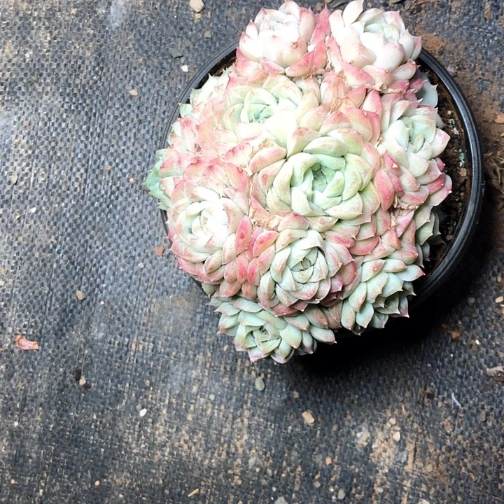 A****11////////////：：////