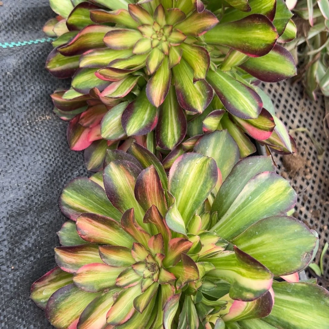 韶秀七彩流星雨45量一颗