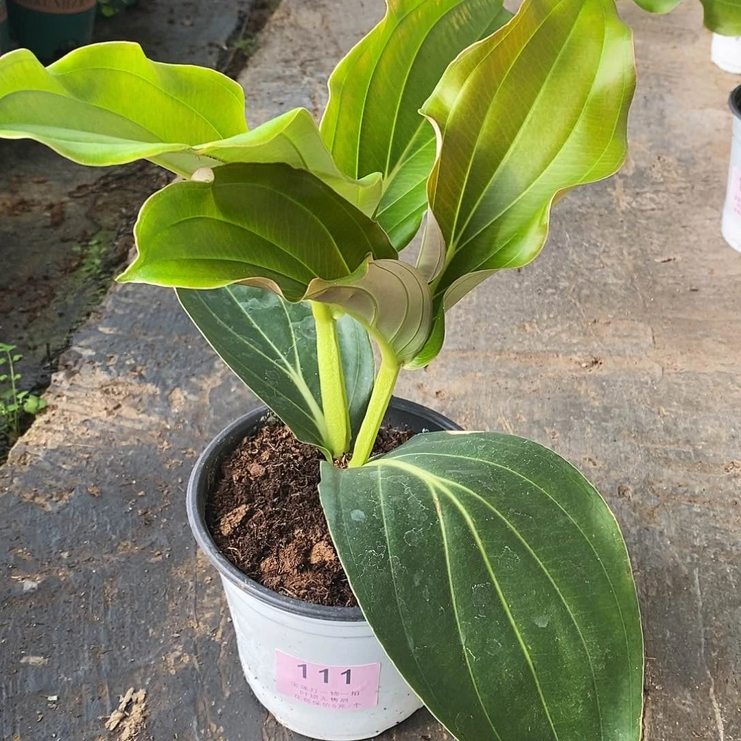 木本植物中****鱼木本花卉111