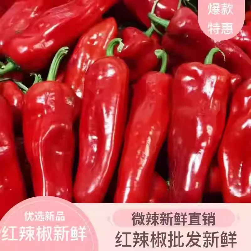 【精品红辣椒】山东新鲜大红辣椒大红泡椒农家自种灯笼椒剁椒辣椒酱