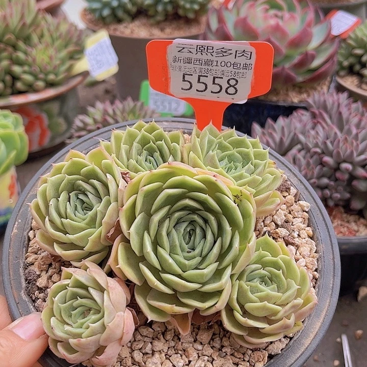 5558昂斯诺。
