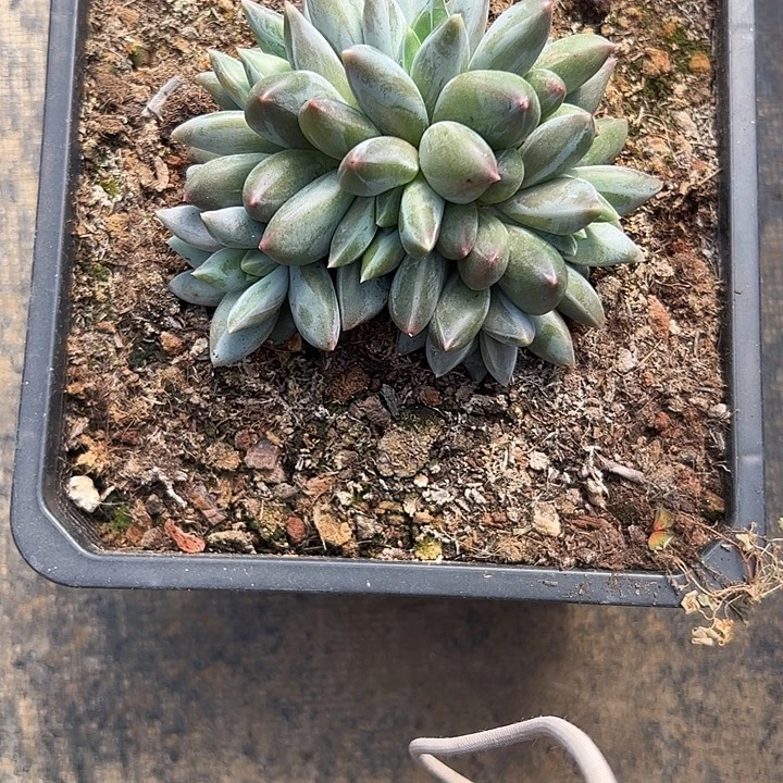 锦***花重楼9头111111111