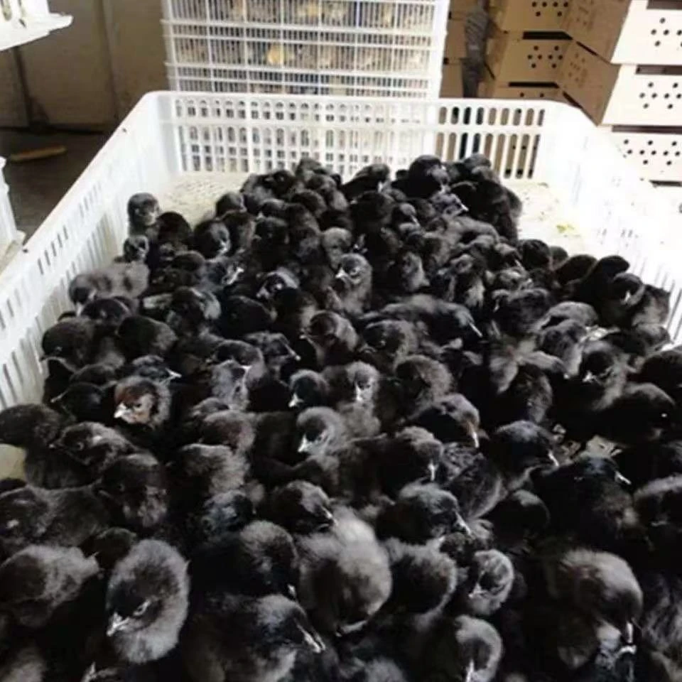 宠物鸡 优质五黑鸡出壳苗 45只＋10只到手55只（保活到手45只）