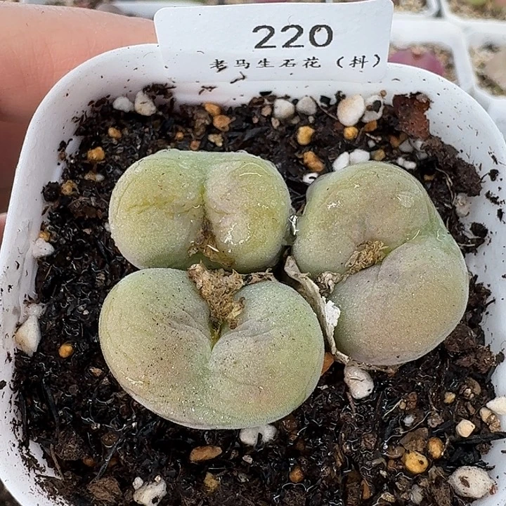 老马生石花空卡佛