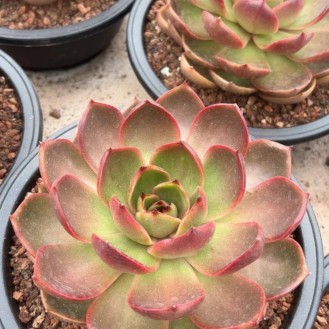 红粉大单头15-18厘米