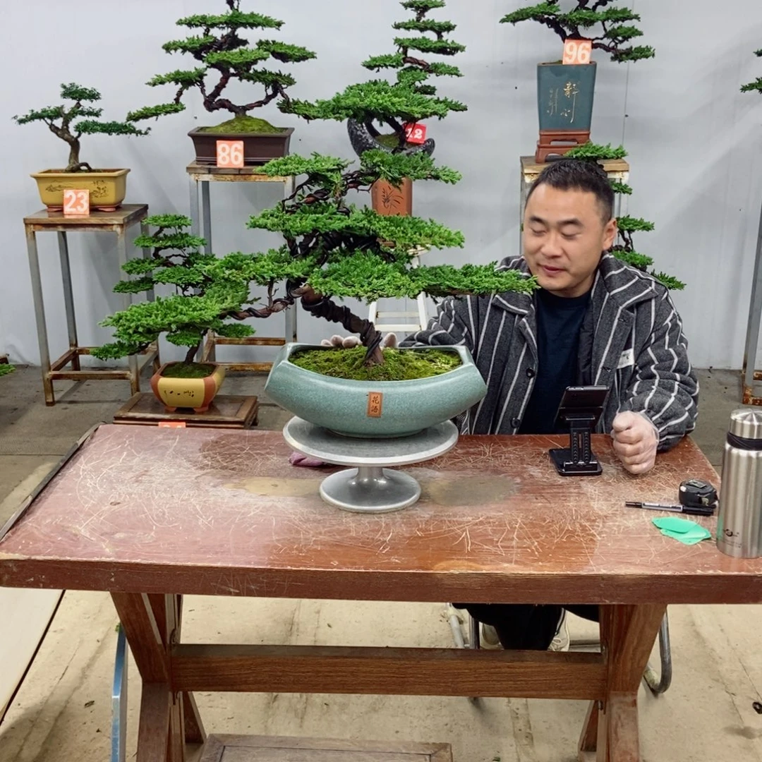 无花朵珍珠柏盆景