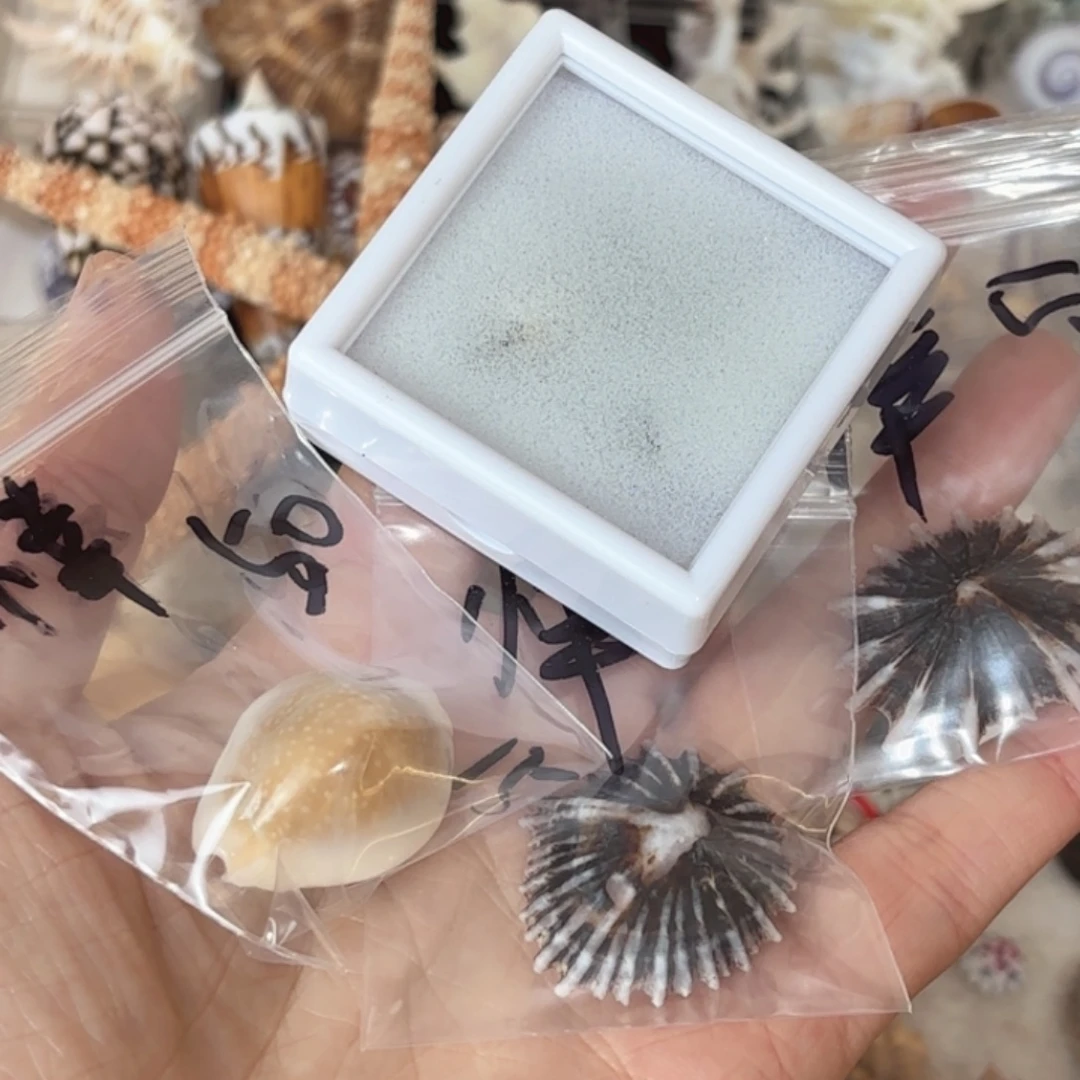 悻****天然海螺标本福利
