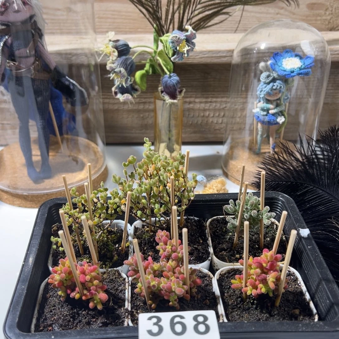 枝干番杏多肉植物368