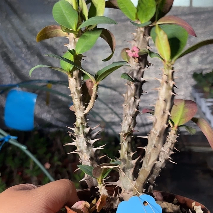 虎刺梅带根-暹罗钻石85号