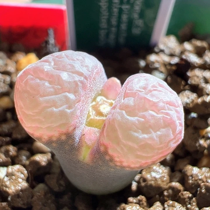 573。匈牙利种源1799.9 home风铃