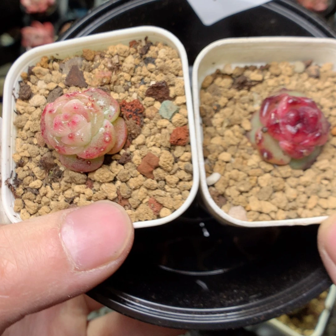 T51y y y y y y y y y