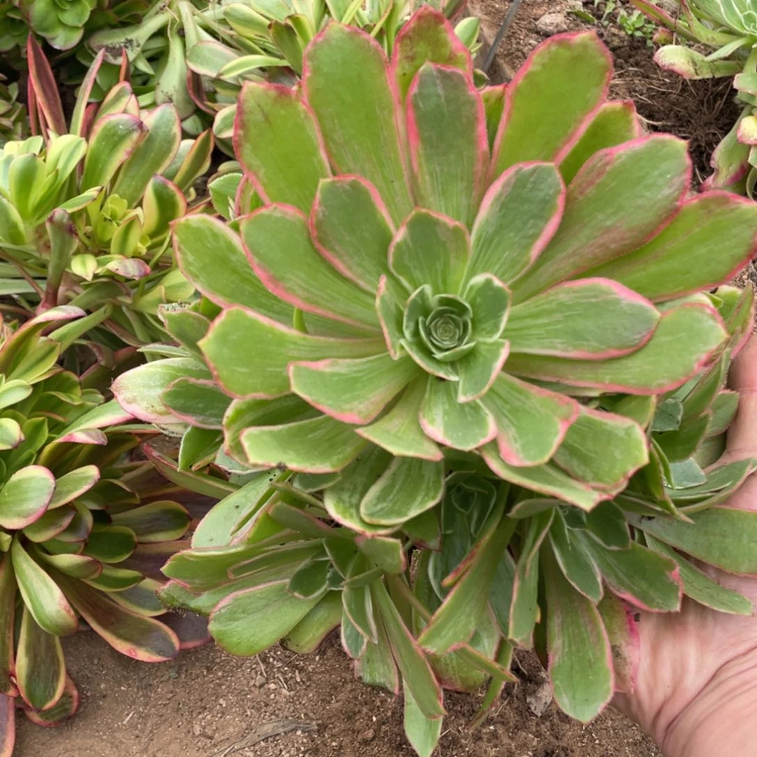 浣纱多肉法师断枝不包量