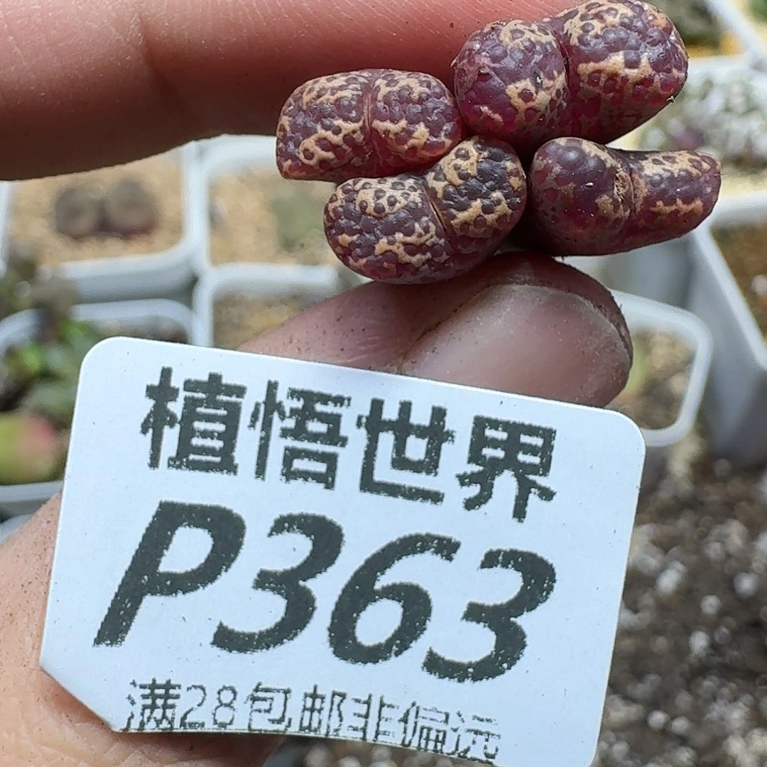 多肉植物的人生gbn