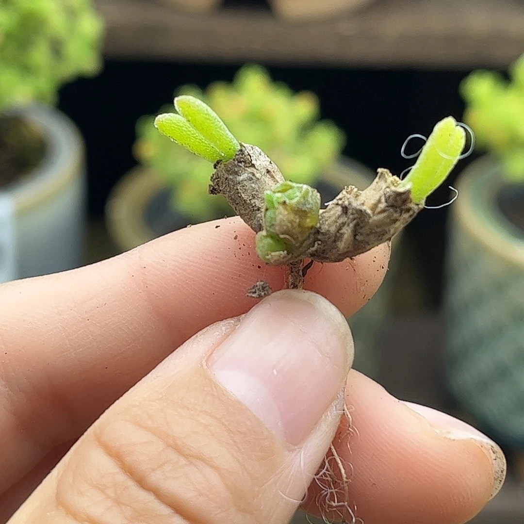 22碧光环优选枝干