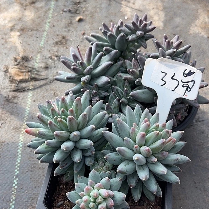 阳***态33美人带盆2个多多肉植物