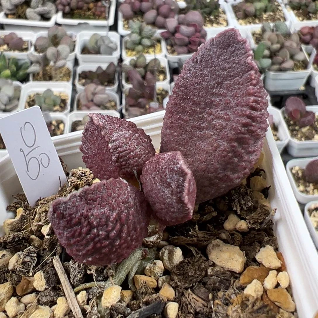 带桩紫色系颗粒款实生新品