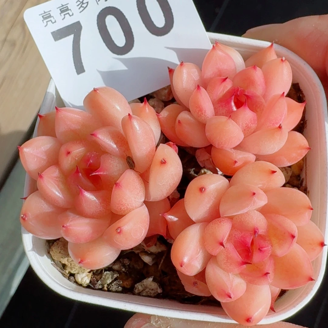 孤品珍妮      愿你一路坦途，乘风破浪展宏图