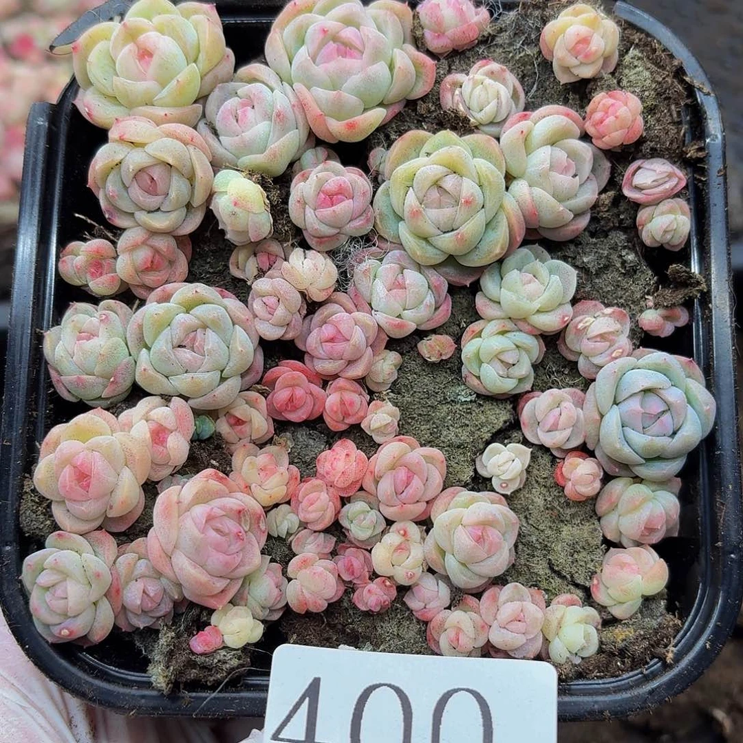 多肉植物多肉植物400