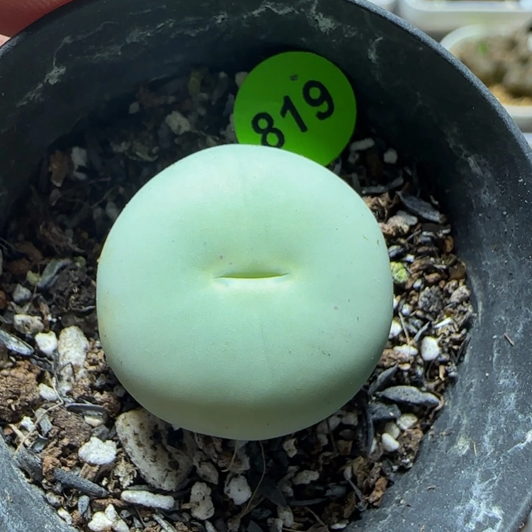 贴地飞2.1+鸽子蛋多肉植物819