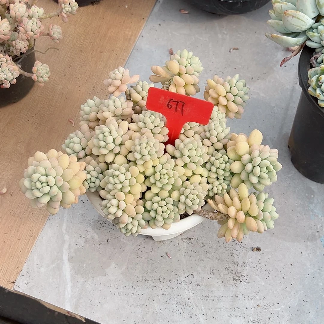 换****弯677洛可可多肉植物