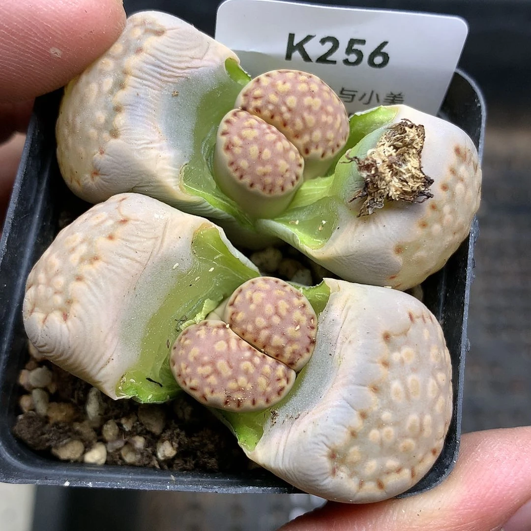 K256多肉植物保护