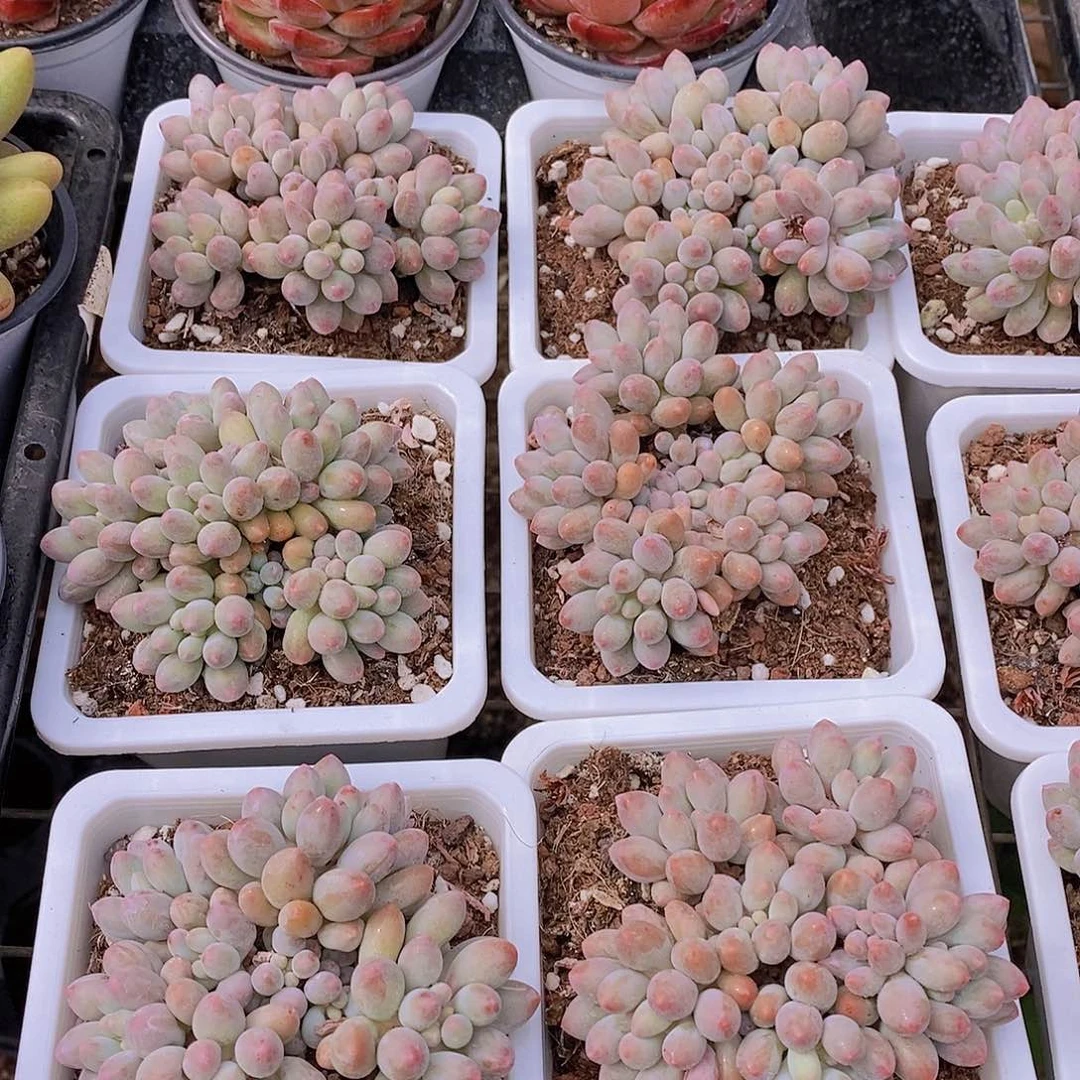 W- 大白方 婴儿手指群福利一颗 量拍