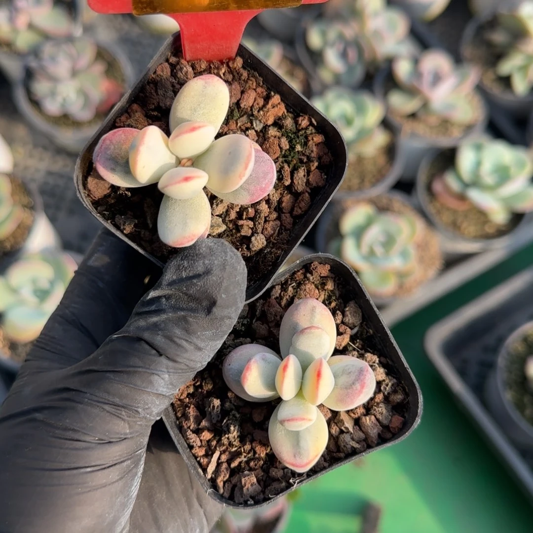 415号福娘锦两颗，28包邮