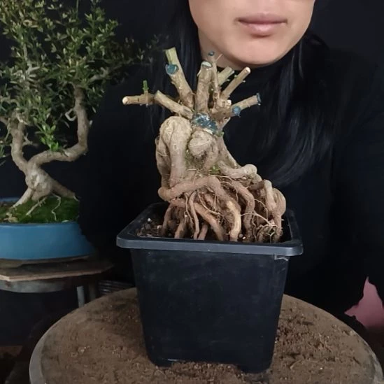 自***在完全开放甘肃小叶迎春花