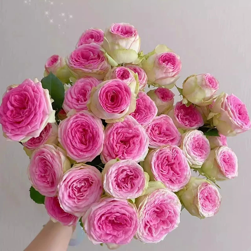 新品冰淇淋 月季花苗开花粉红玫瑰花 室内阳台四季盆栽花卉绿植