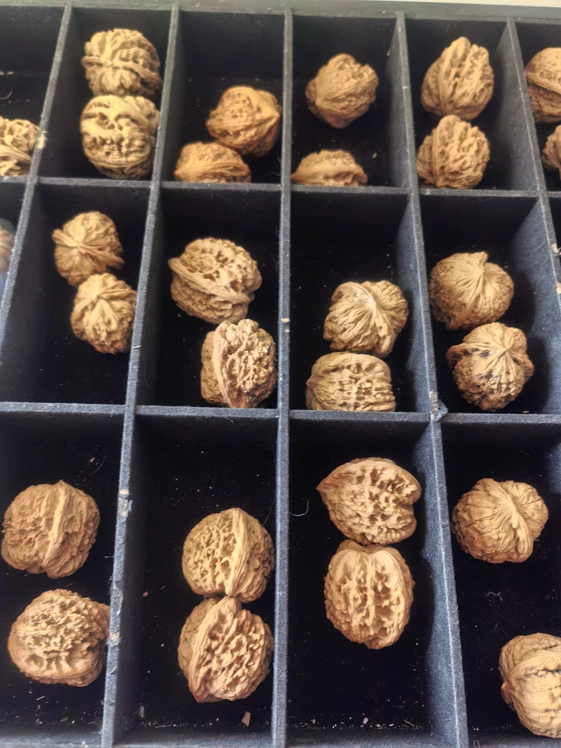 文玩核桃直播间福利