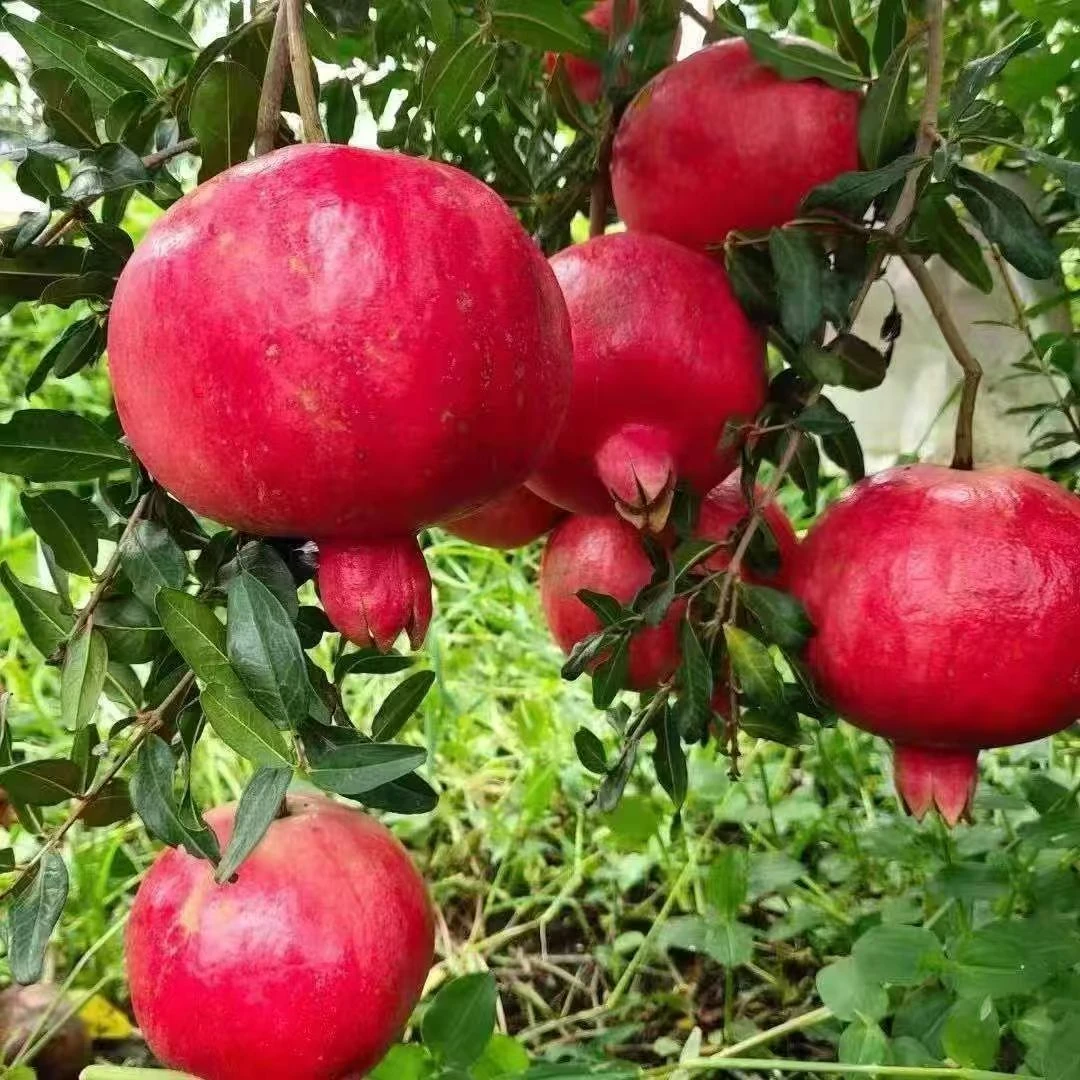 红如意蒙阳红石榴树苗修剪去叶发货110公分左右带泥浆南北方均可