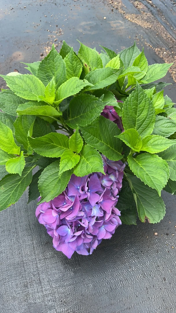 耐寒耐热大花绣球沉香苗盆栽花卉室内阳台好养活