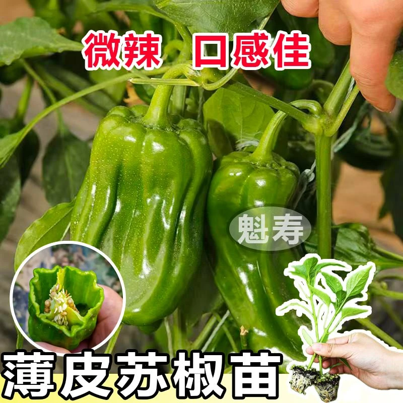 寿光大果薄皮辣椒苗秧皱皮辣椒苏青椒香辣脆嫩高产盆栽阳台带土球