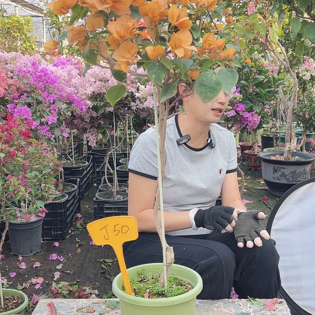 ？***完全开放J50金色光辉