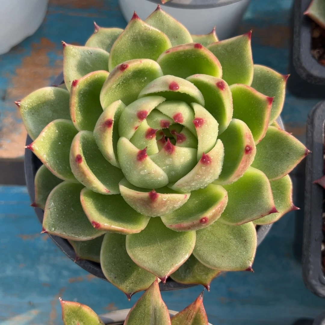 多肉植物一物一拍（6号）