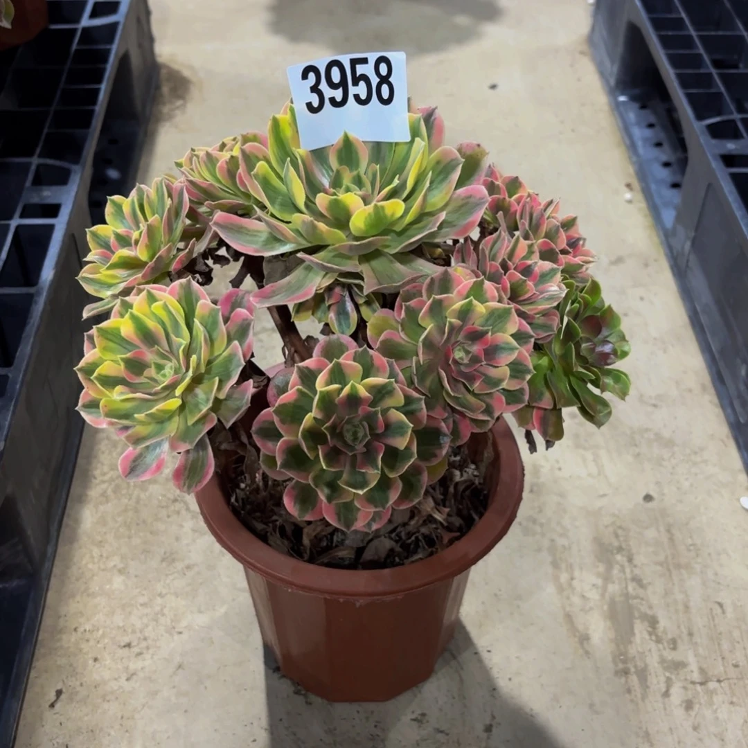 别***.无花朵3958女妖1111111