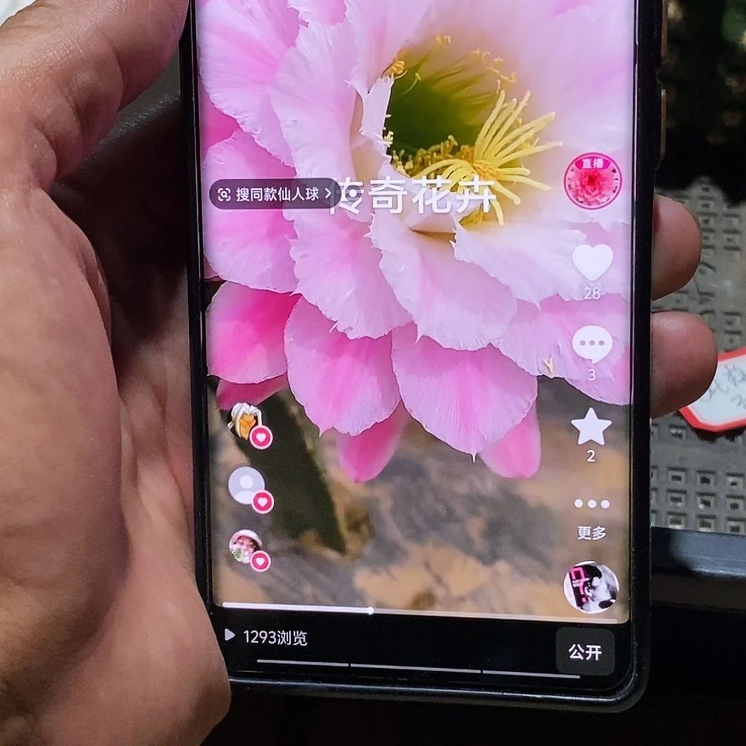 毛 害羞侧芽歪20包邮/6公分