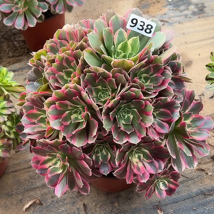 多肉植物粉女郎938