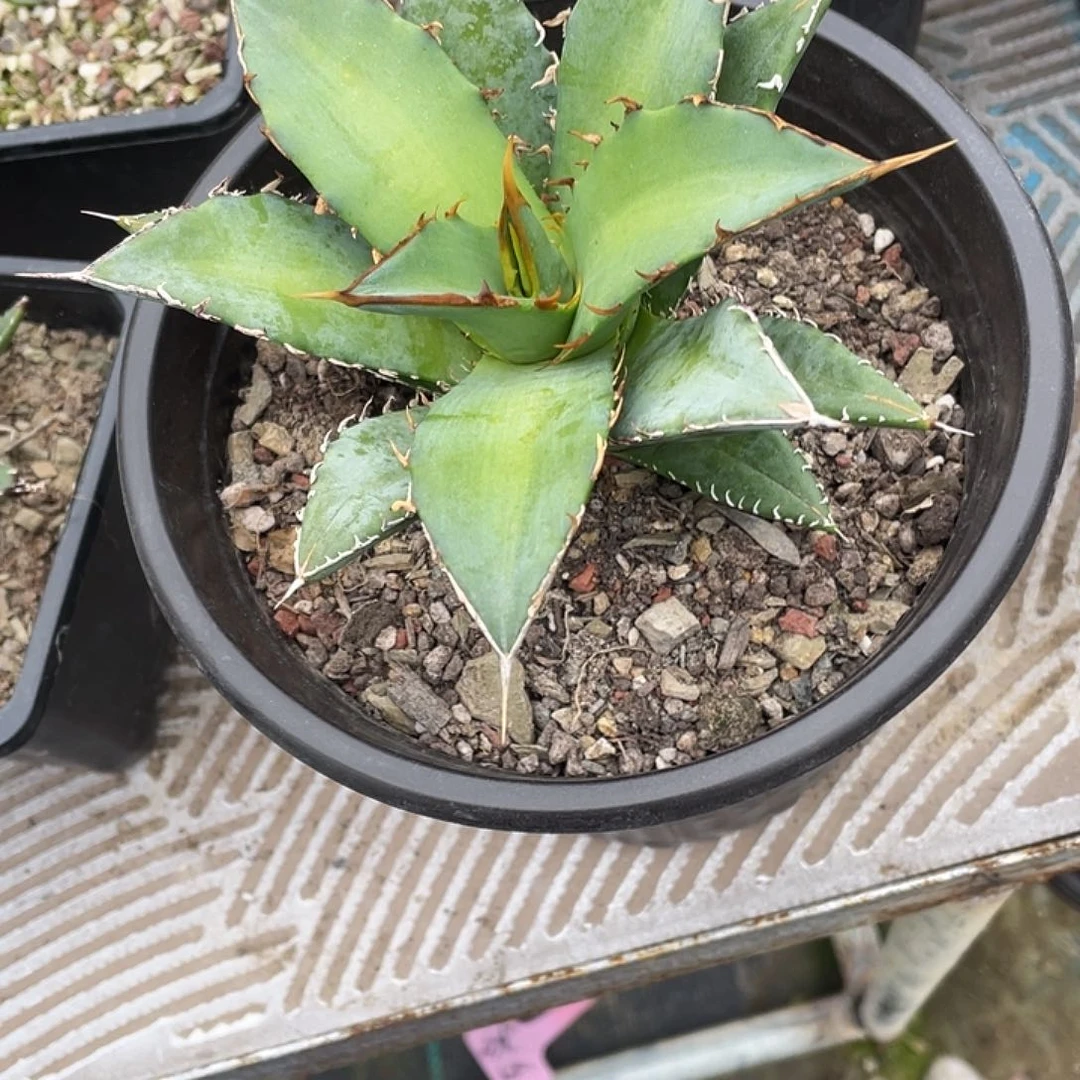 超**想龙舌兰绿色植物