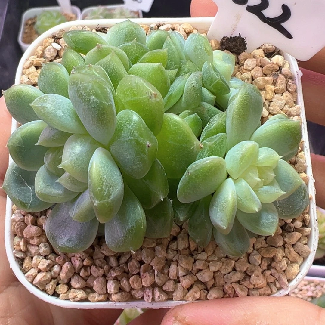 822号泼天富贵4头整