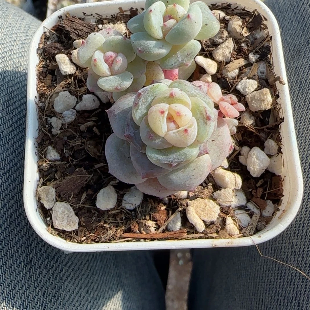 多肉小卡拉米糖心一物一拍