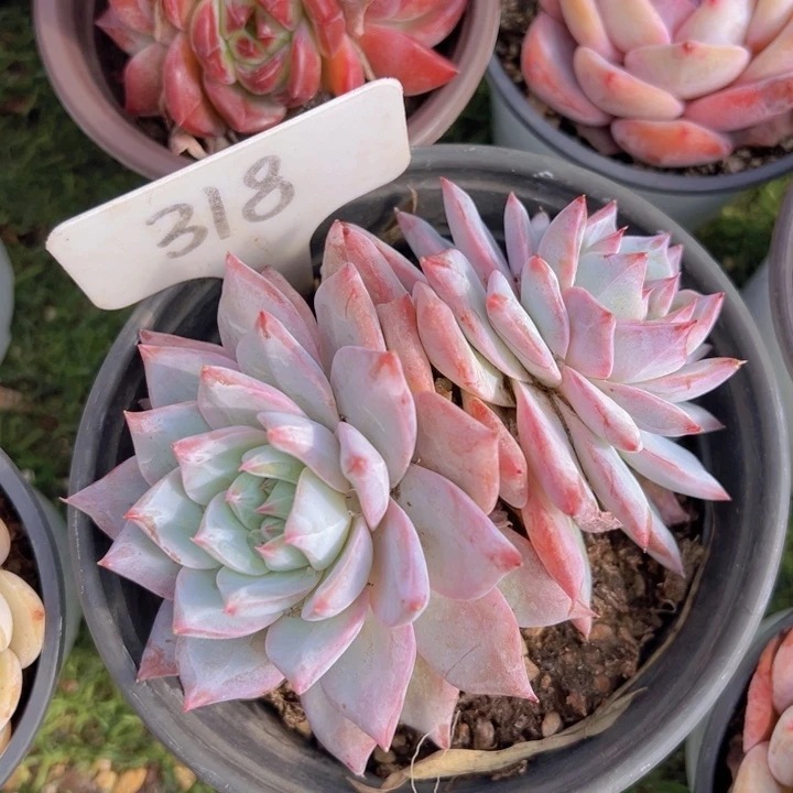 健健康康平平安安