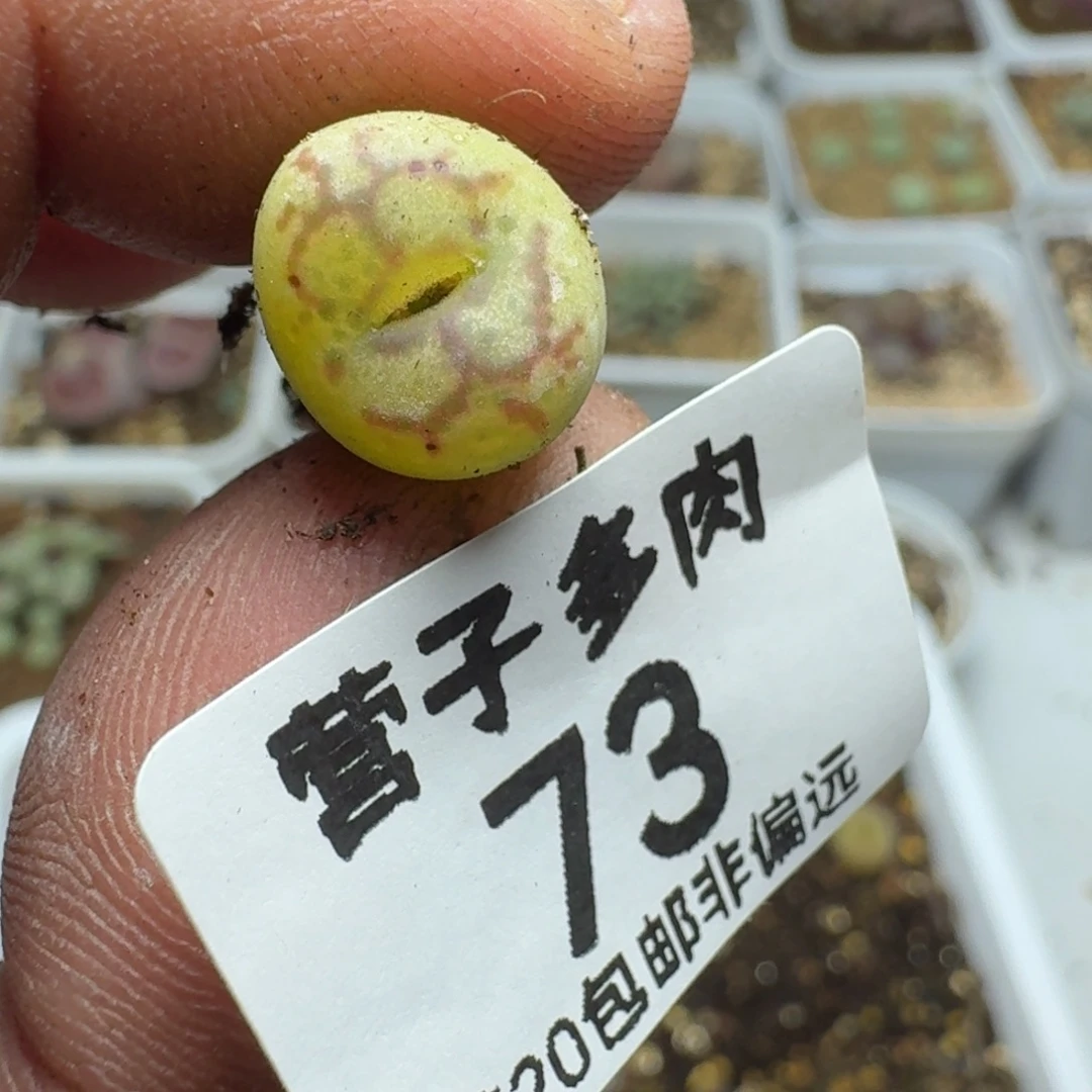 老***堡杂。