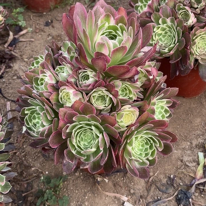 多肉植物法师海王11