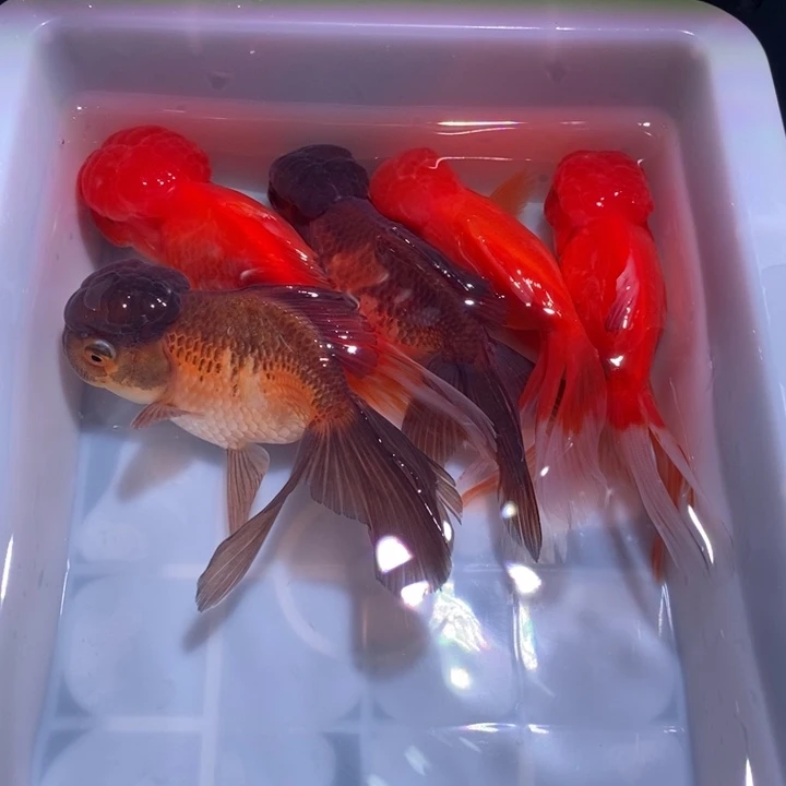 龙睛金鱼精品国狮